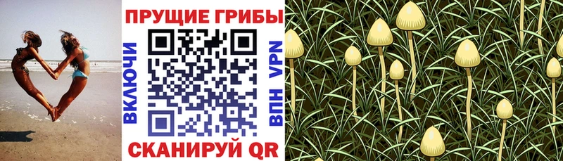 Псилоцибиновые грибы MAGIC MUSHROOMS Поронайск